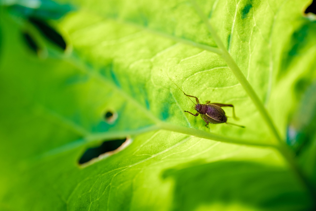 bug insect leaf free photo