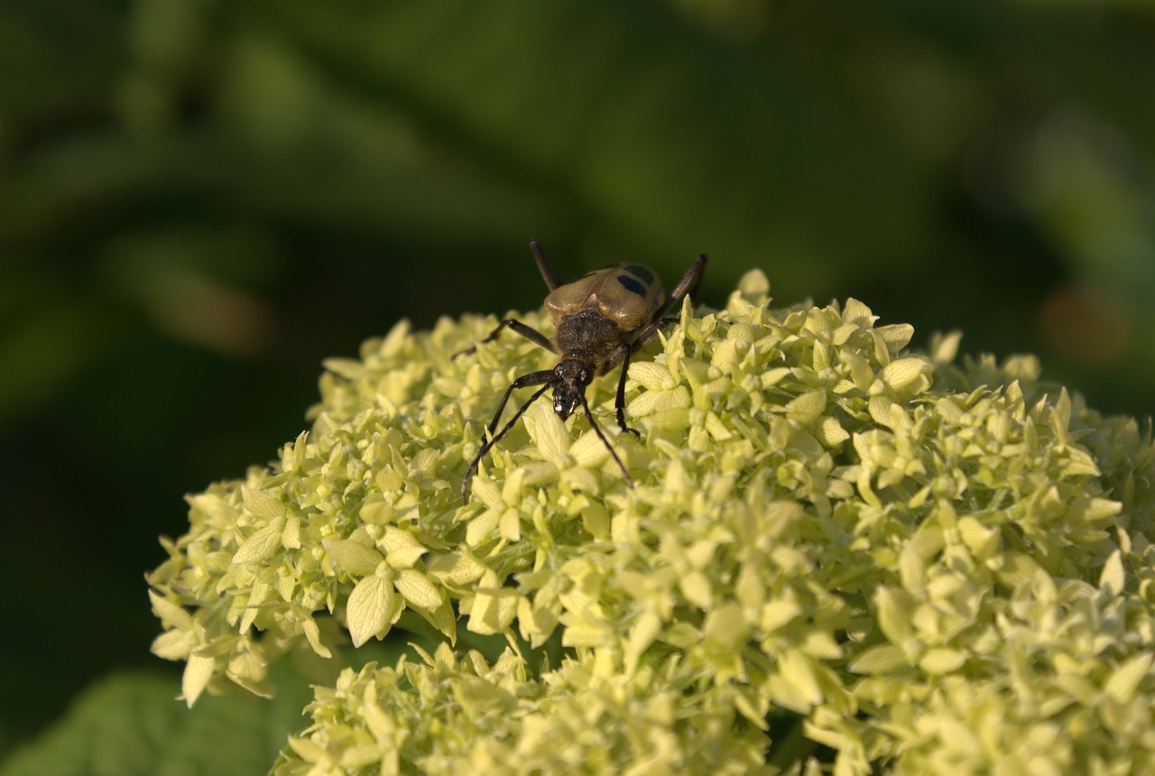 bug flower nature free photo