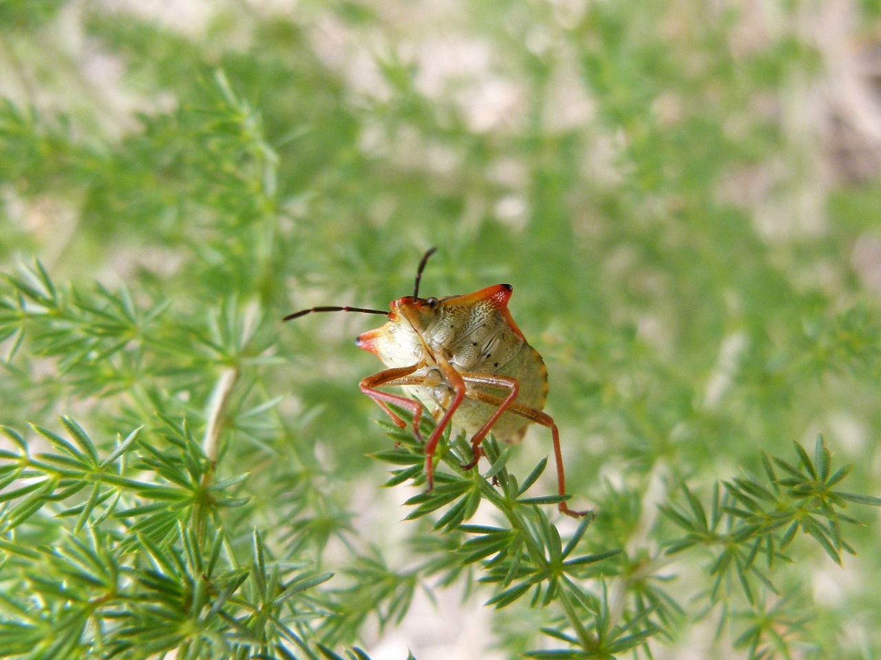 bug beetle detail free photo