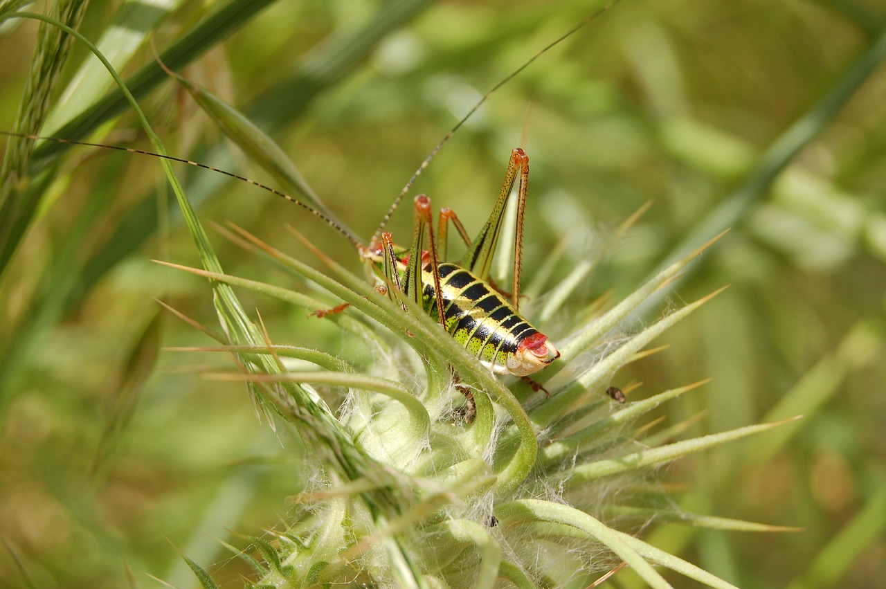 bug cricket green free photo