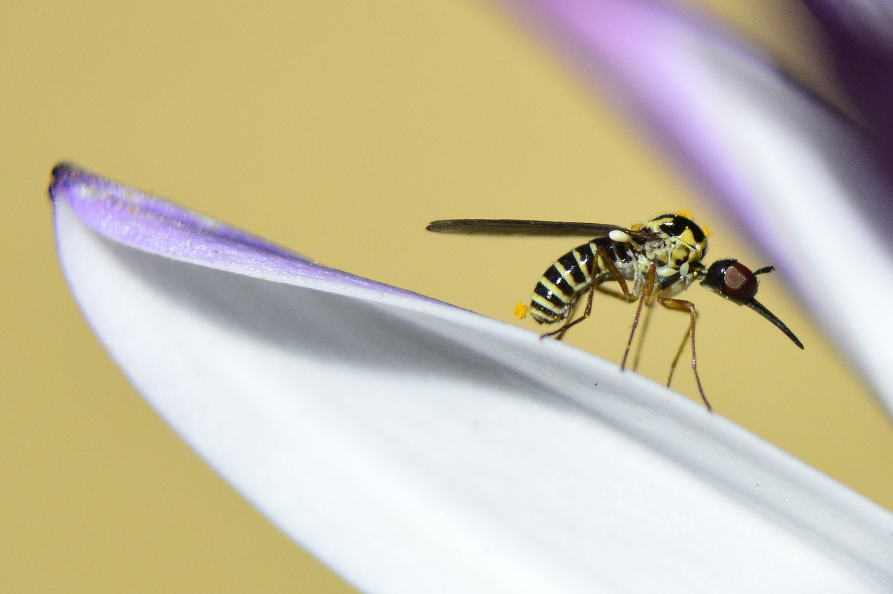 bug flower nature free photo