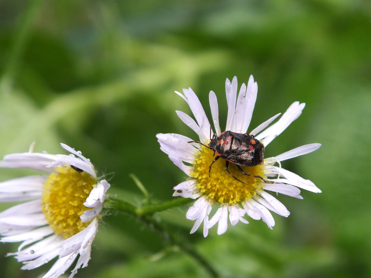 bug flower insect free photo