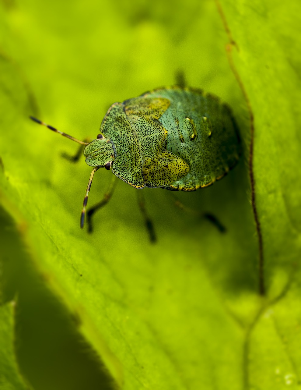 bug green hello free photo