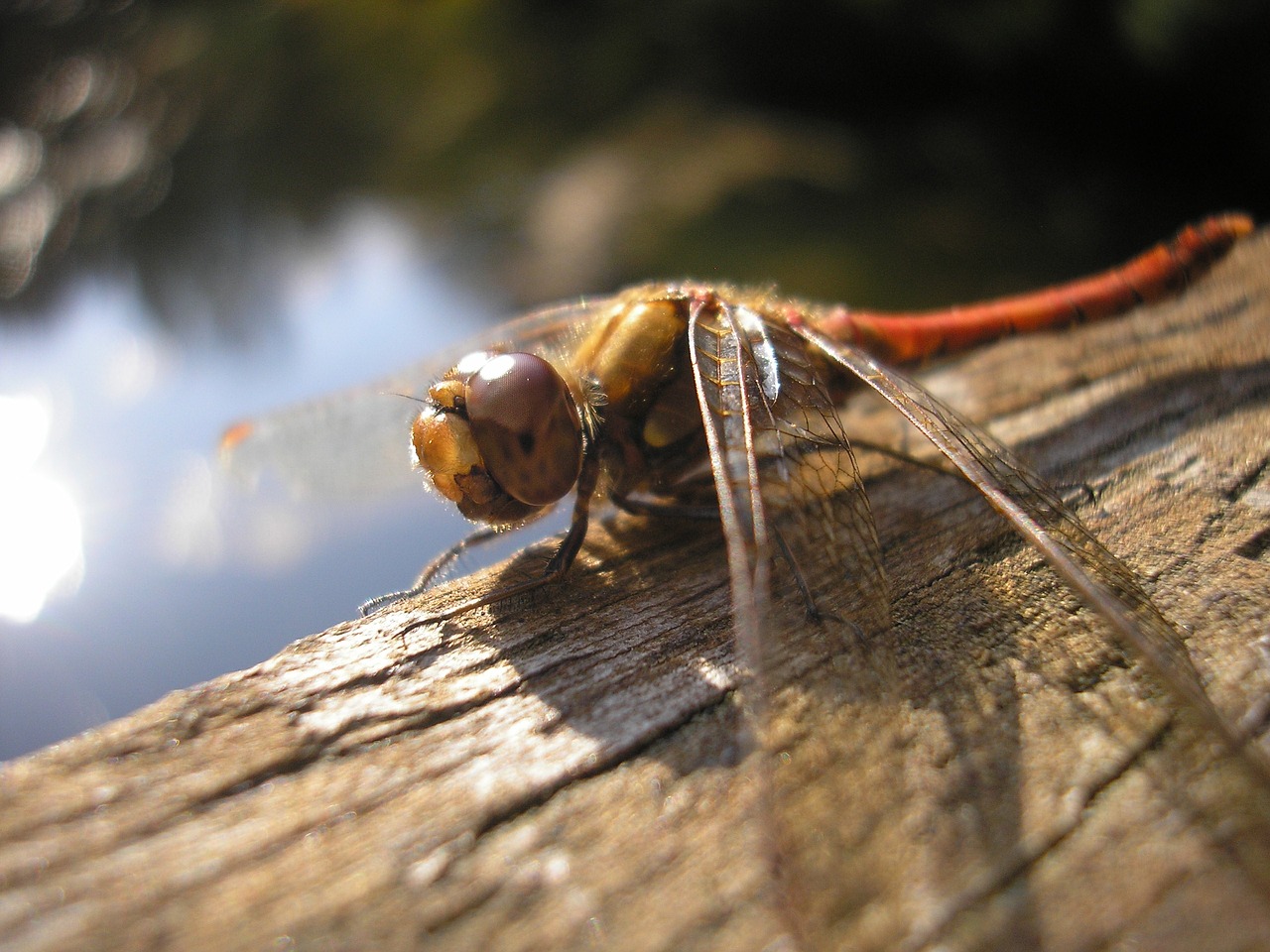 bug nature helicopter free photo