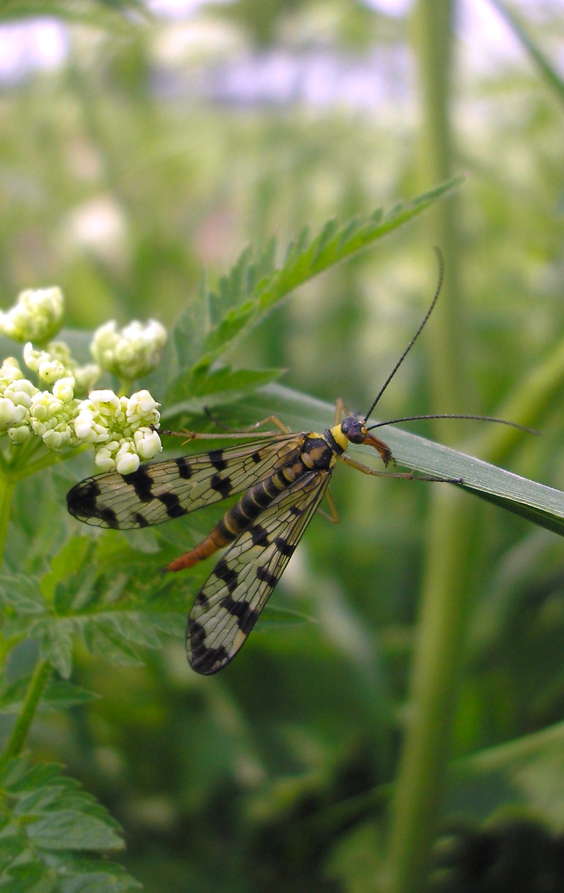 bug nature outdoor free photo