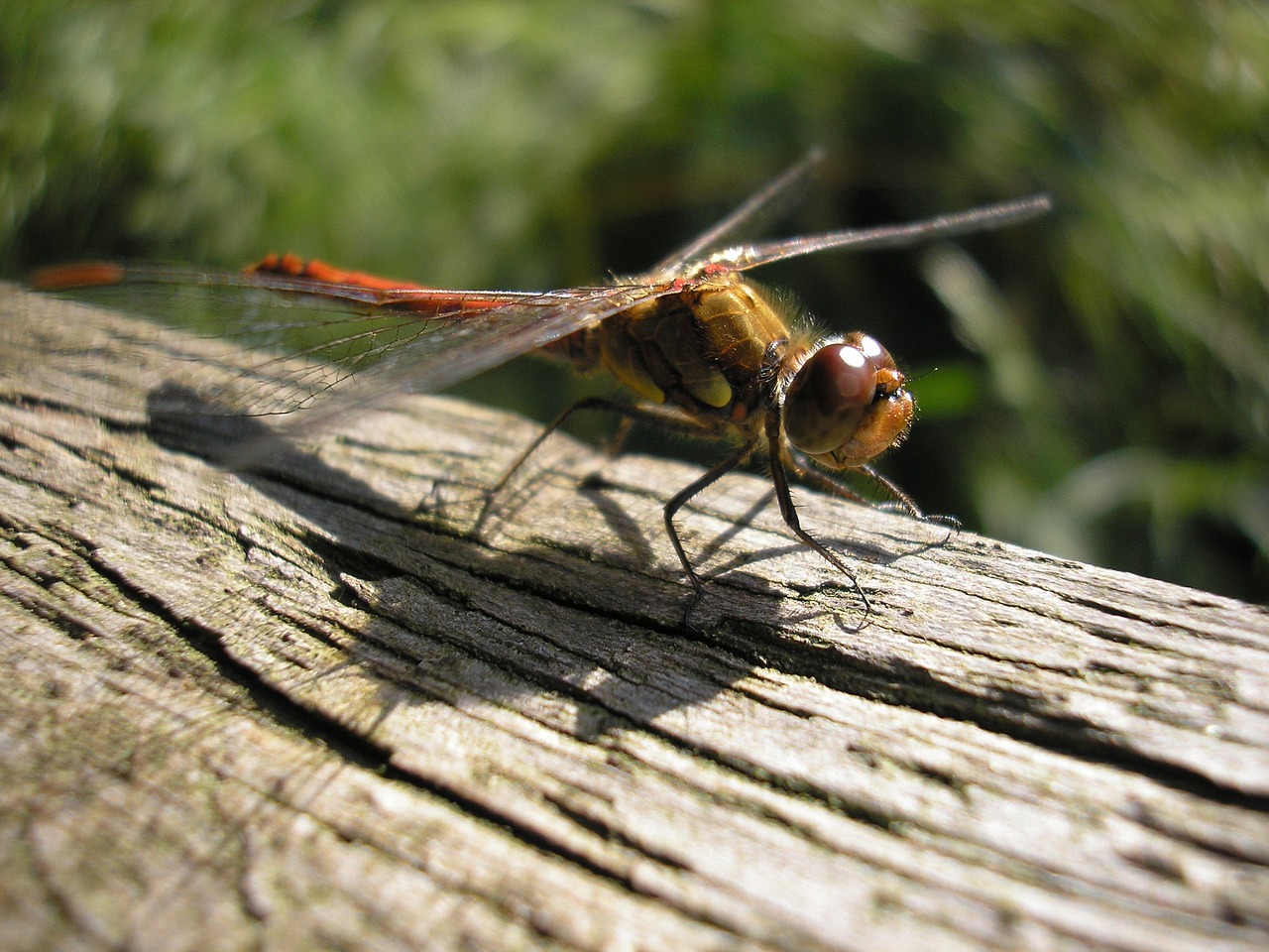 bug  dragonfly  eyes free photo