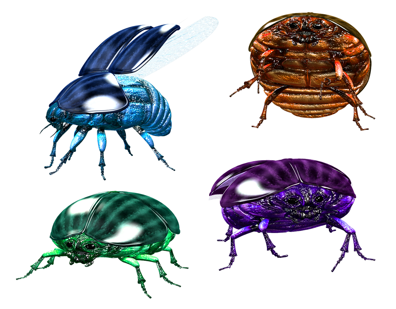 bug  insect  beetle free photo
