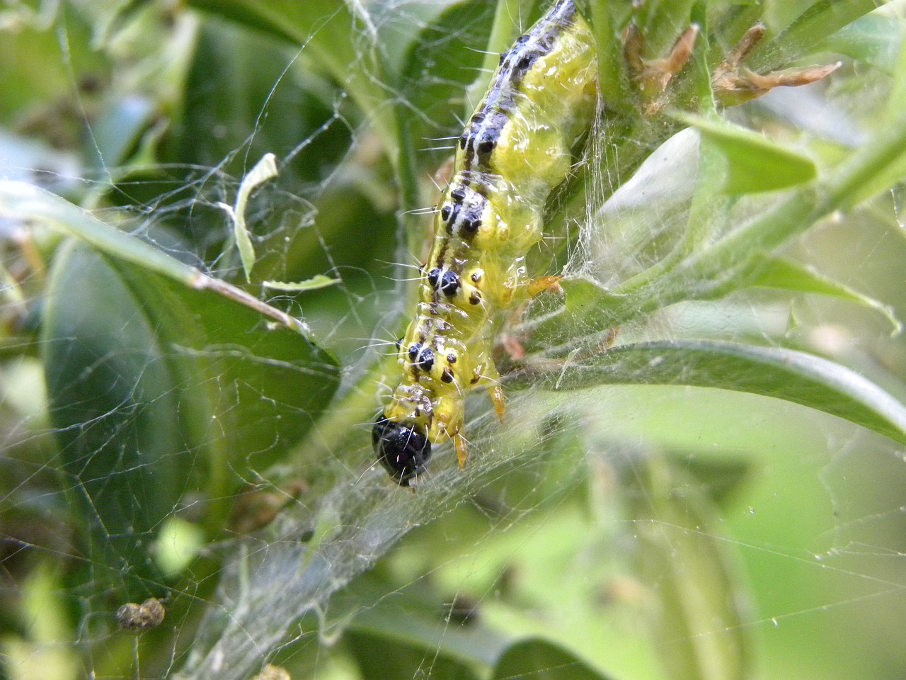 bug  nature  caterpillar free photo