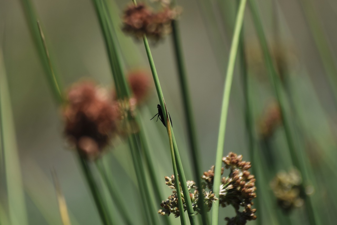 bug  flower  insect free photo