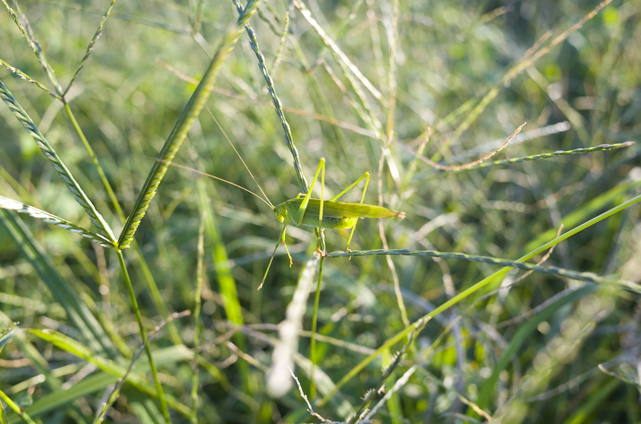 bug  grass  grasshopper free photo