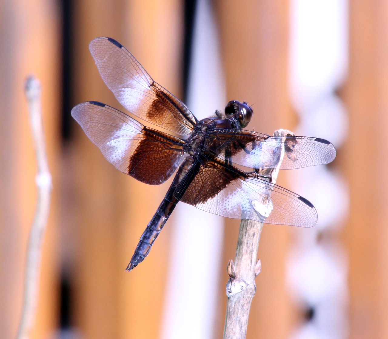 bug  dragon fly  insect free photo