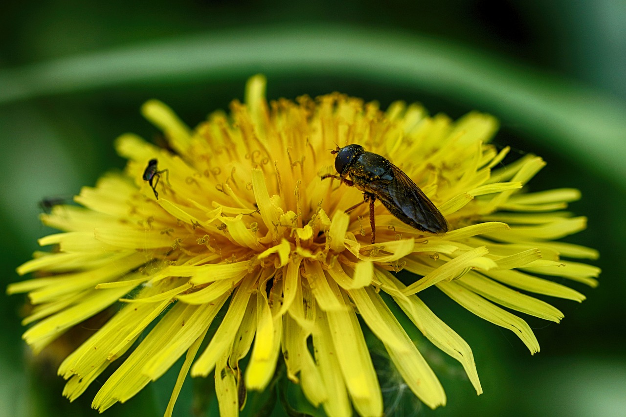 bug  spring flower  dandelion free photo