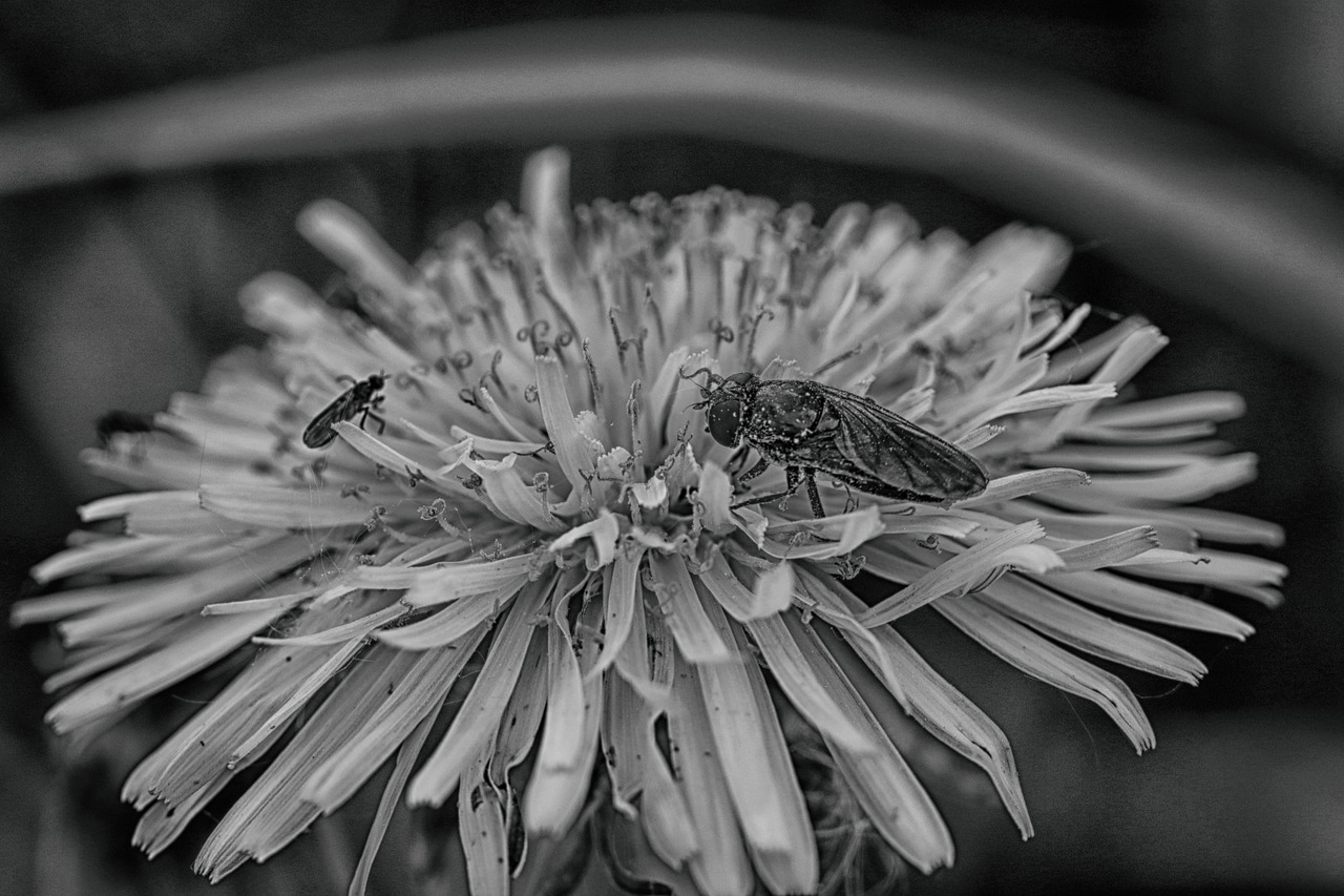 bug  spring flower  dandelion free photo