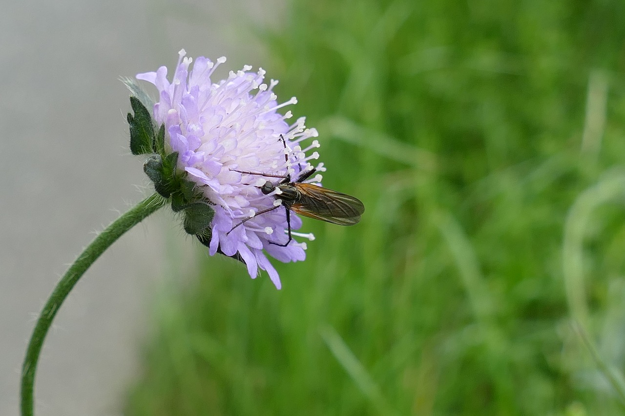 bug  fauna  flower free photo