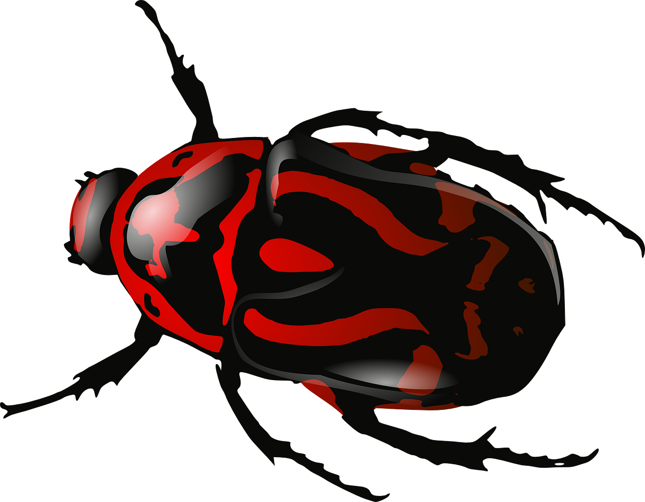 bug insect beetle free photo