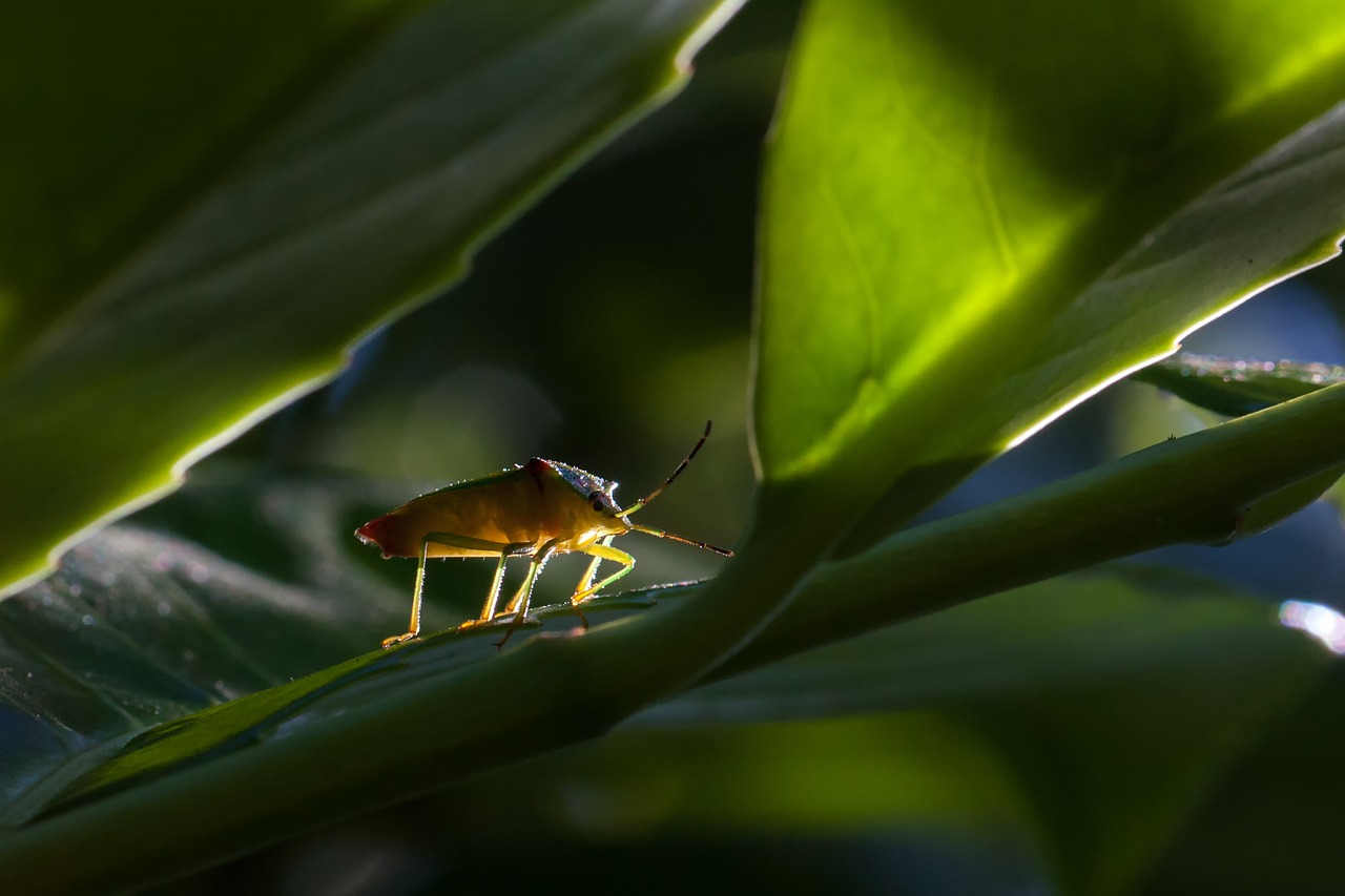 bug  nature  insect free photo