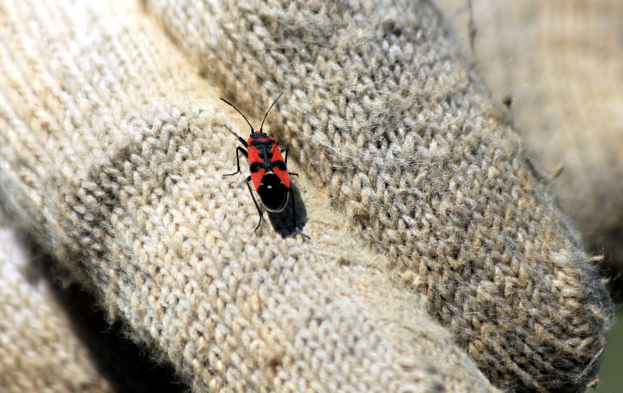 bug  bug-soldier  insect free photo