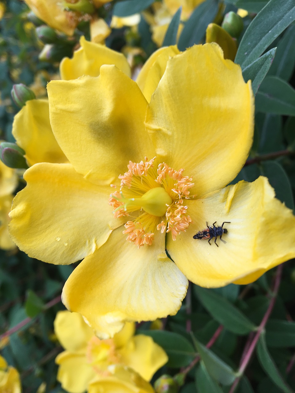 bug  yellow  flowers free photo