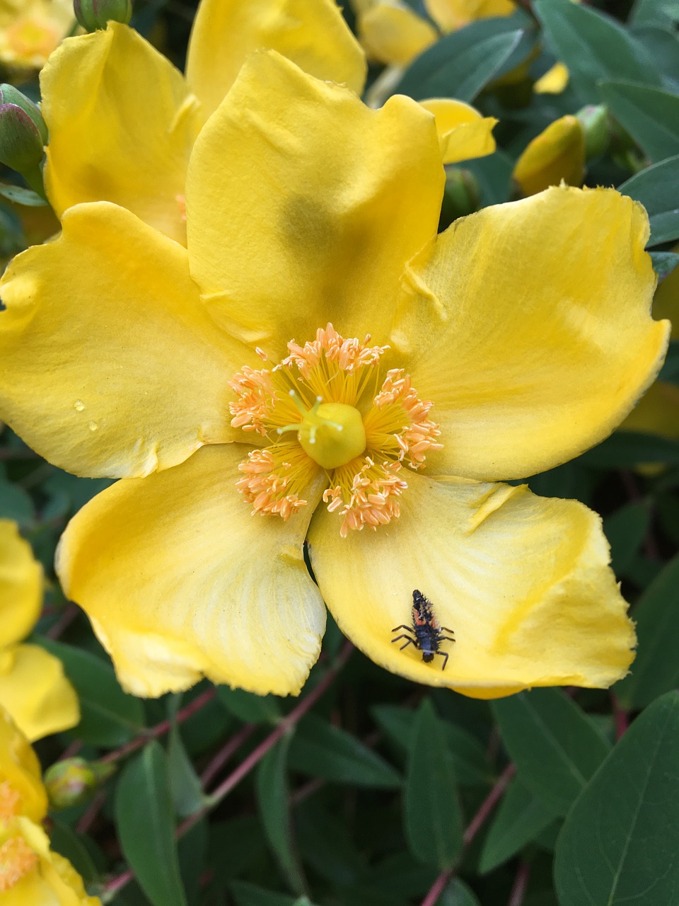 bug  yellow  flower free photo