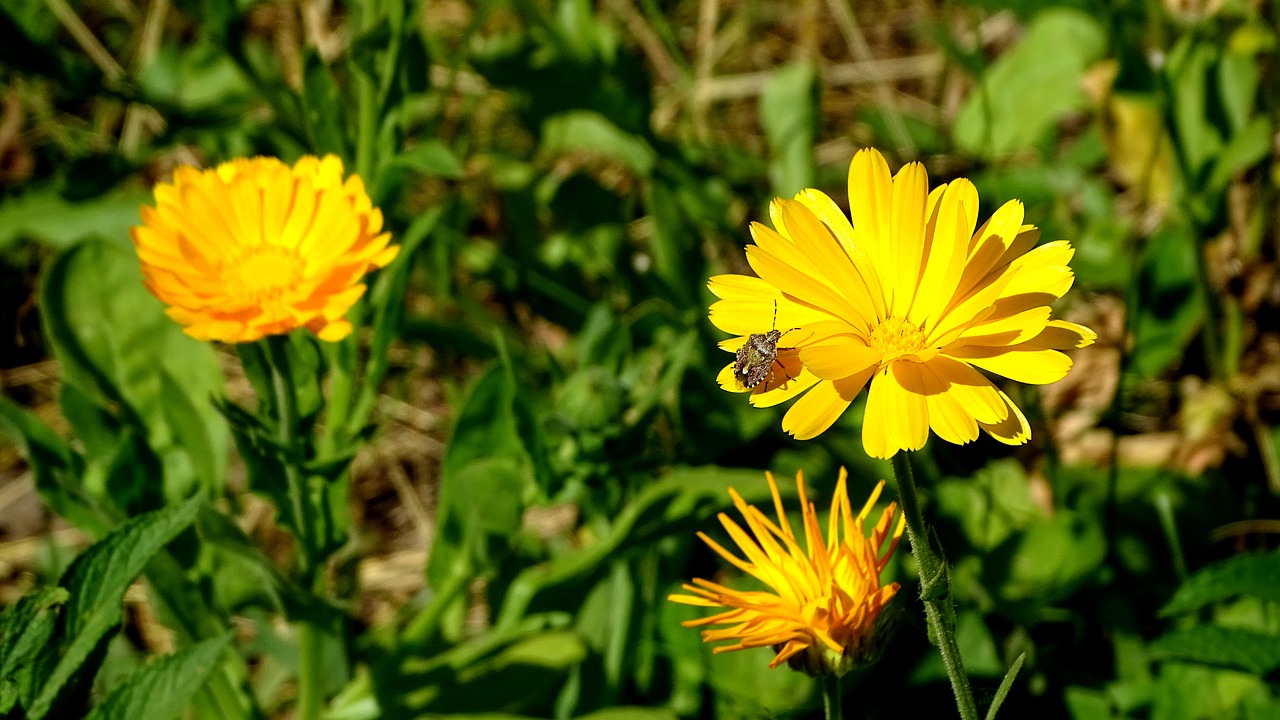 bug  stinky  grass free photo