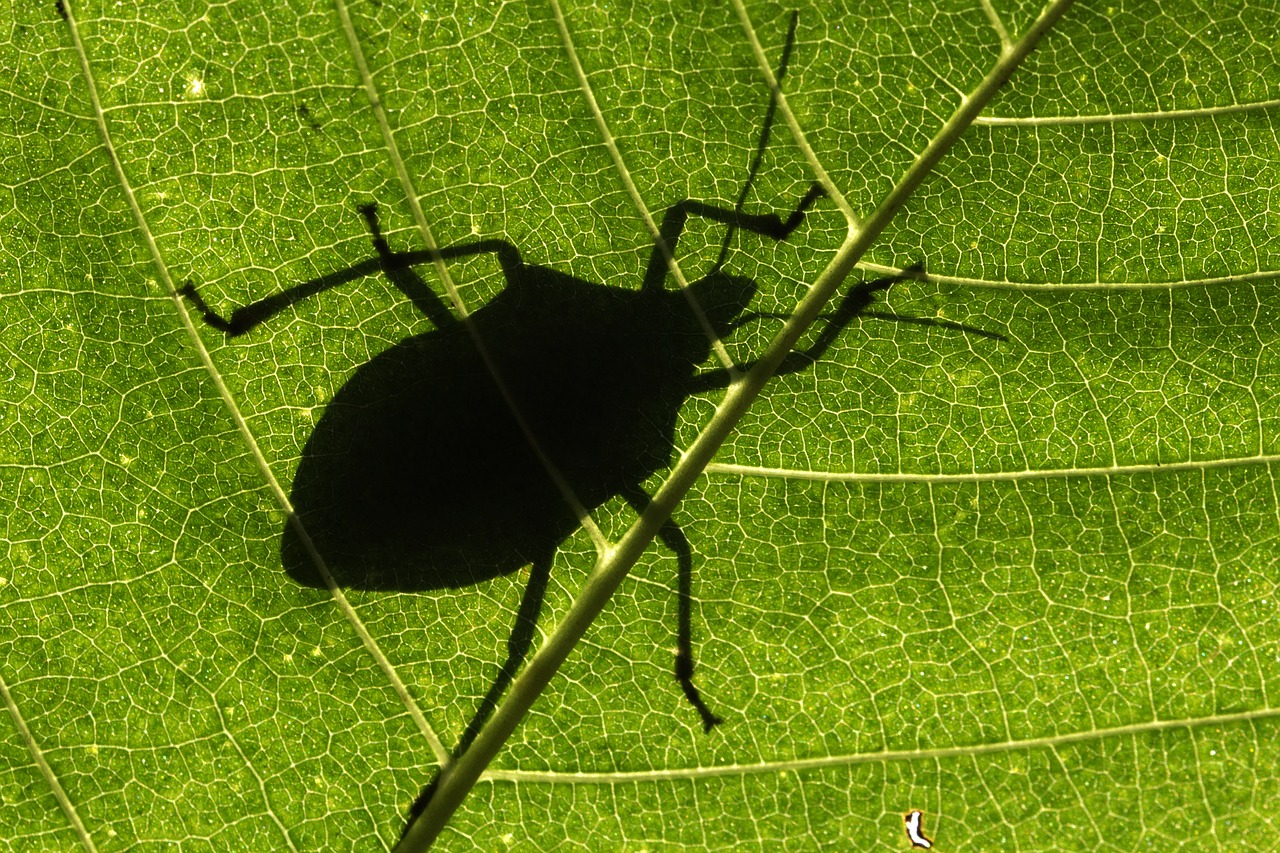 bug  leaf  shadow free photo