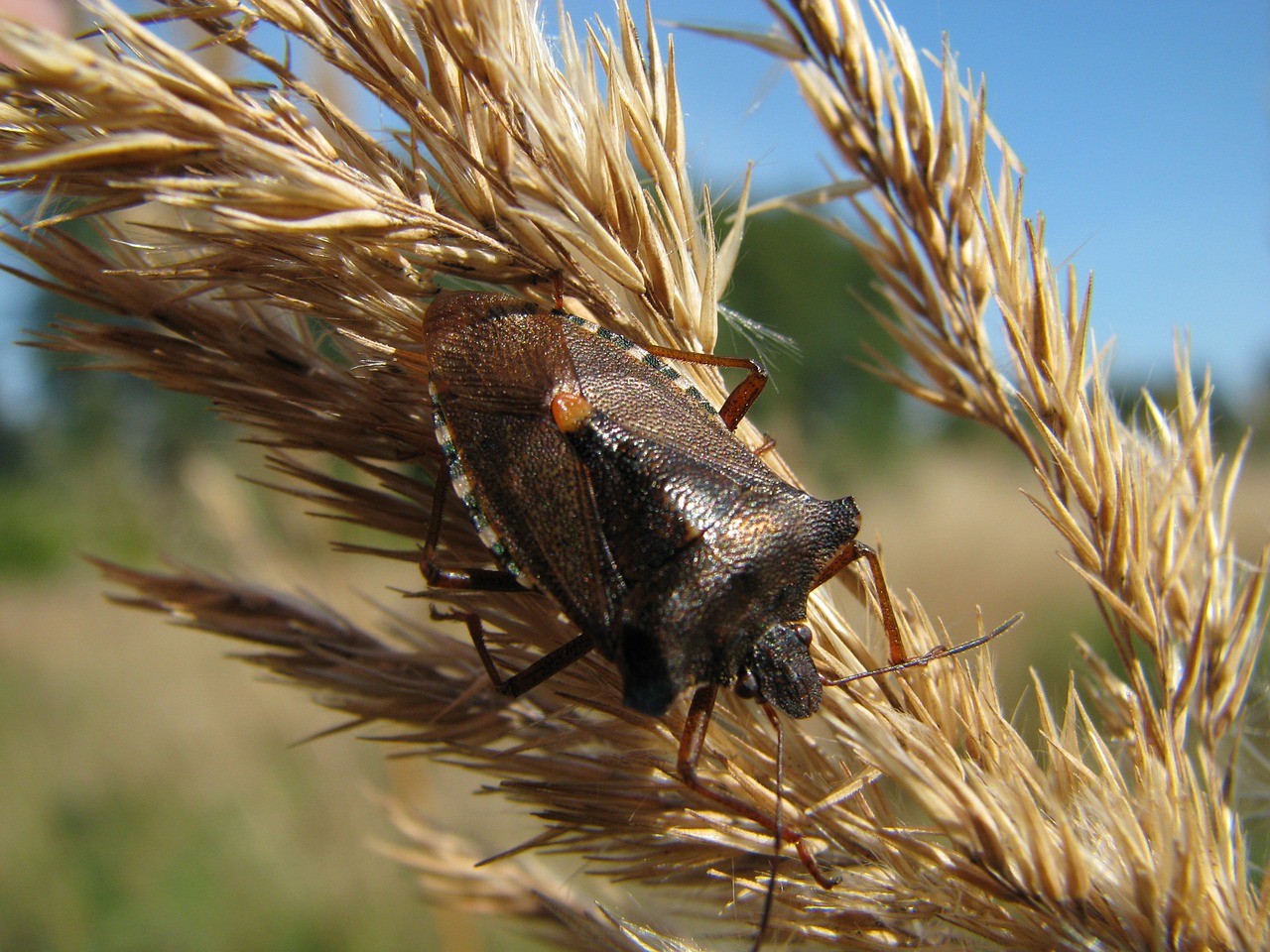 berries bug dolycoris baccarum insect free photo