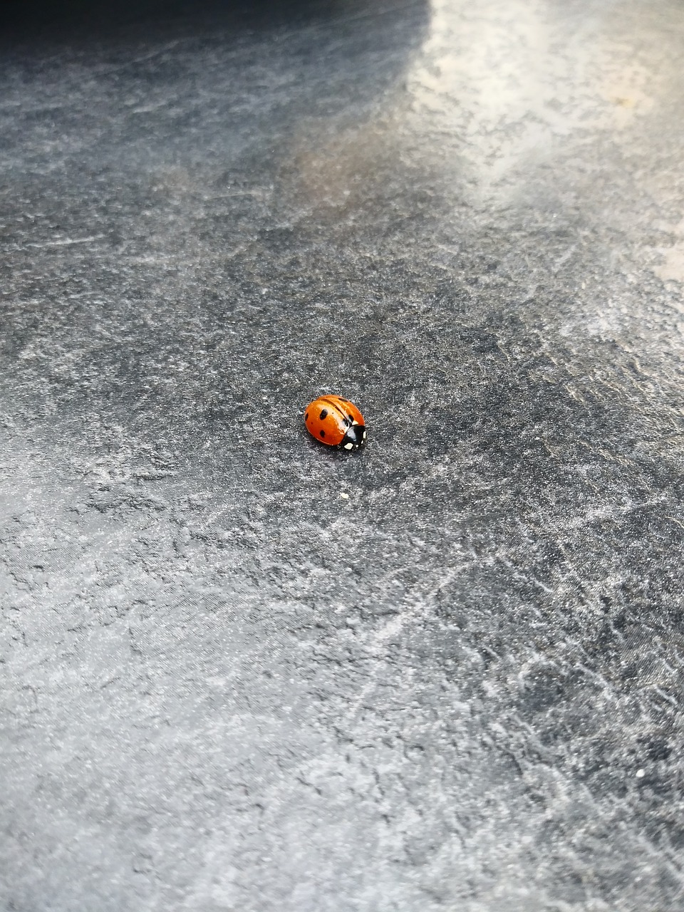 bug  ladybug  insect free photo