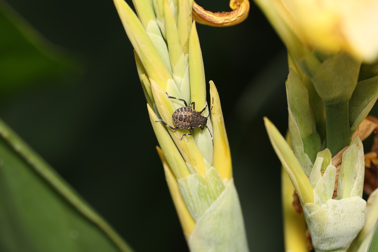 bug  flower  insect free photo