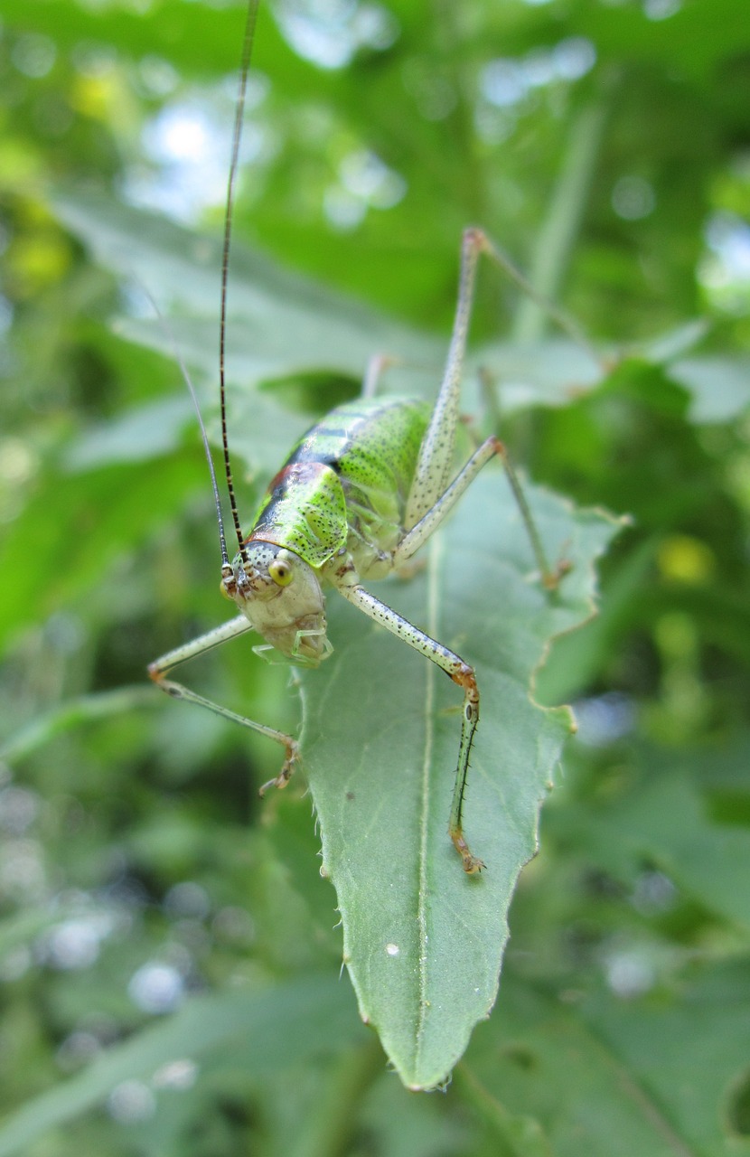 bug  insect  green free photo