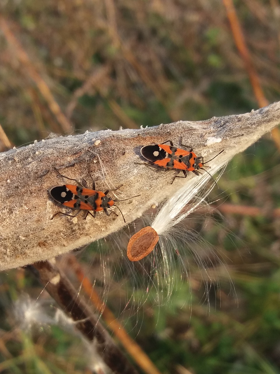 bug  animal  fire wants free photo