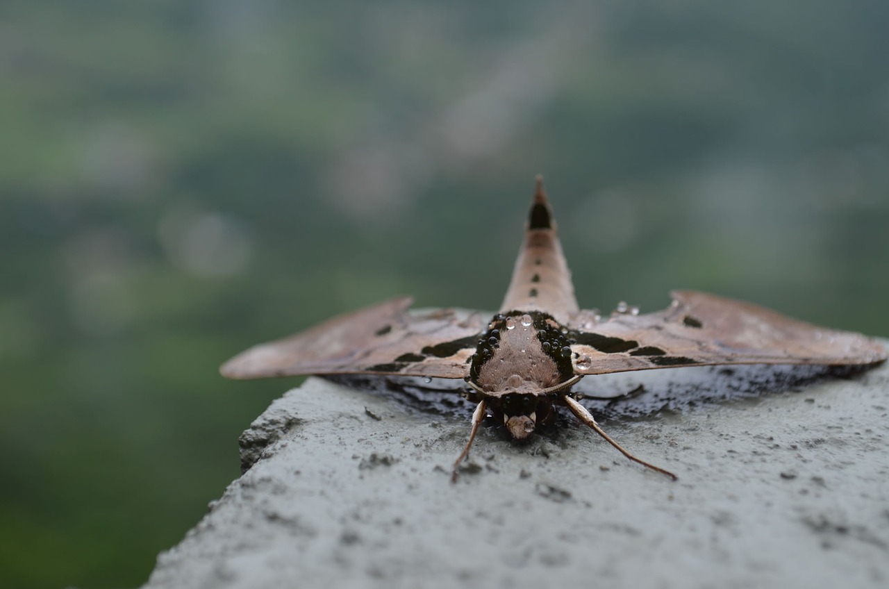 bug  rain  nature free photo