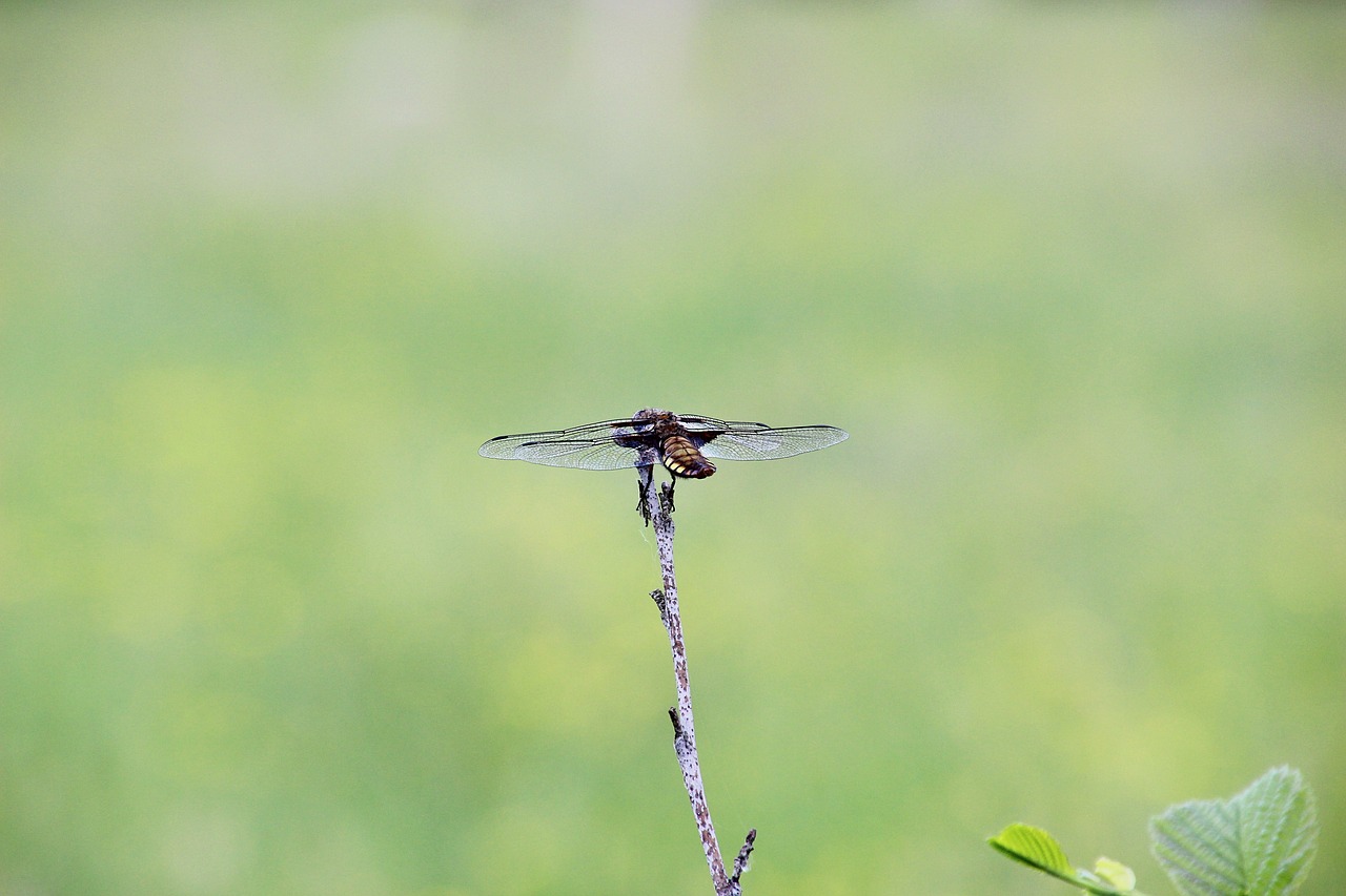 bug  dragonfly  wings free photo