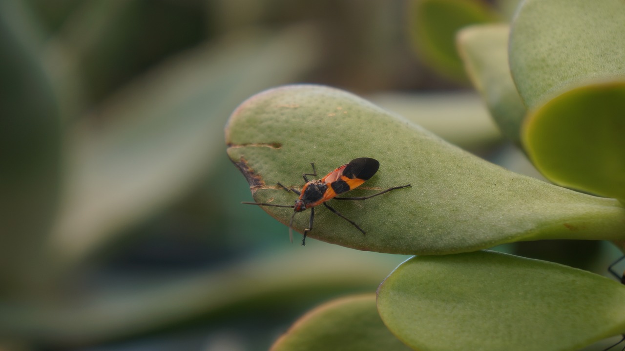 bug  insect  plant free photo