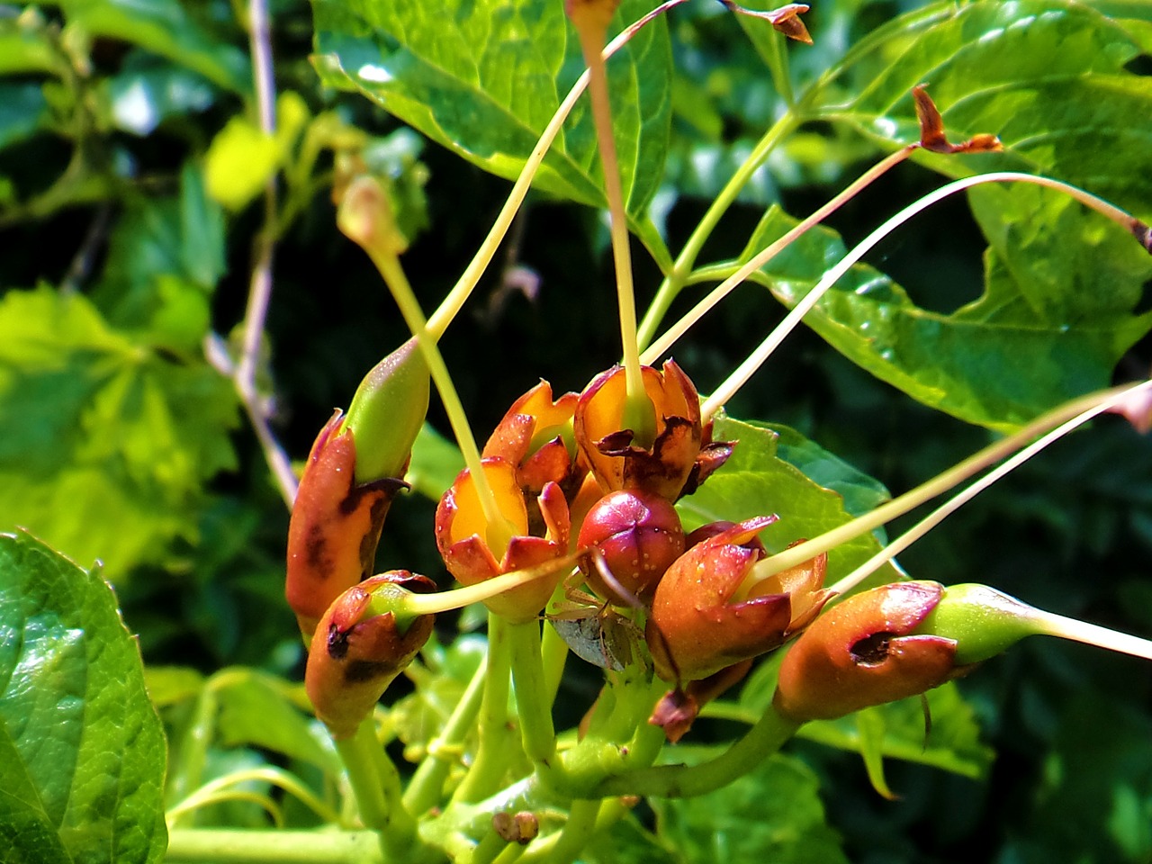 bug nature leaves free photo