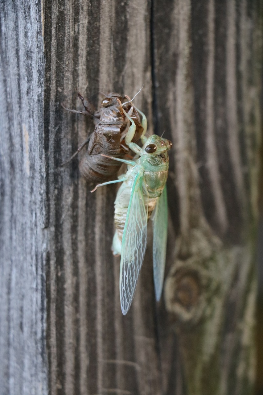 bug  cicada  life cycle free photo