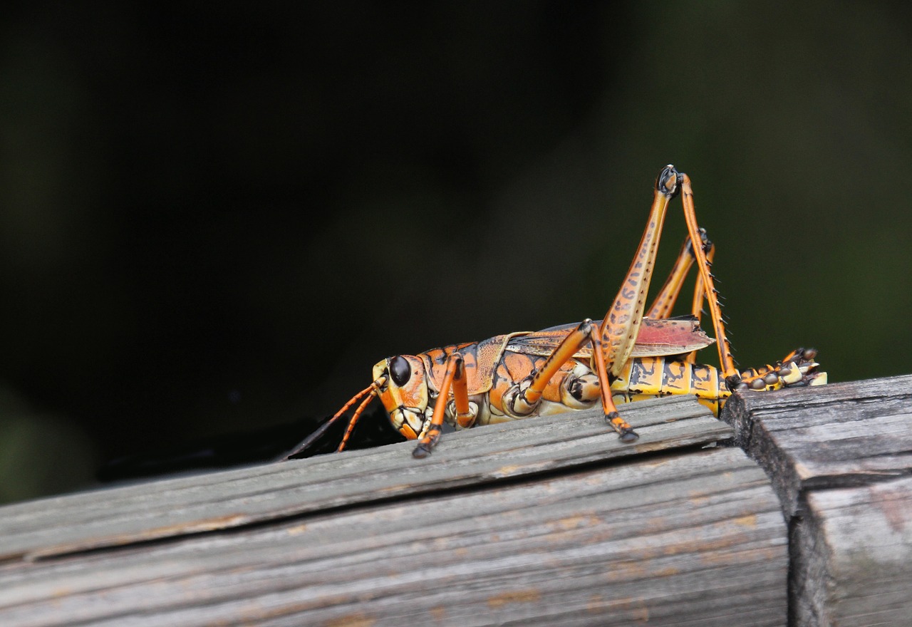 bug  grasshopper  lubber free photo