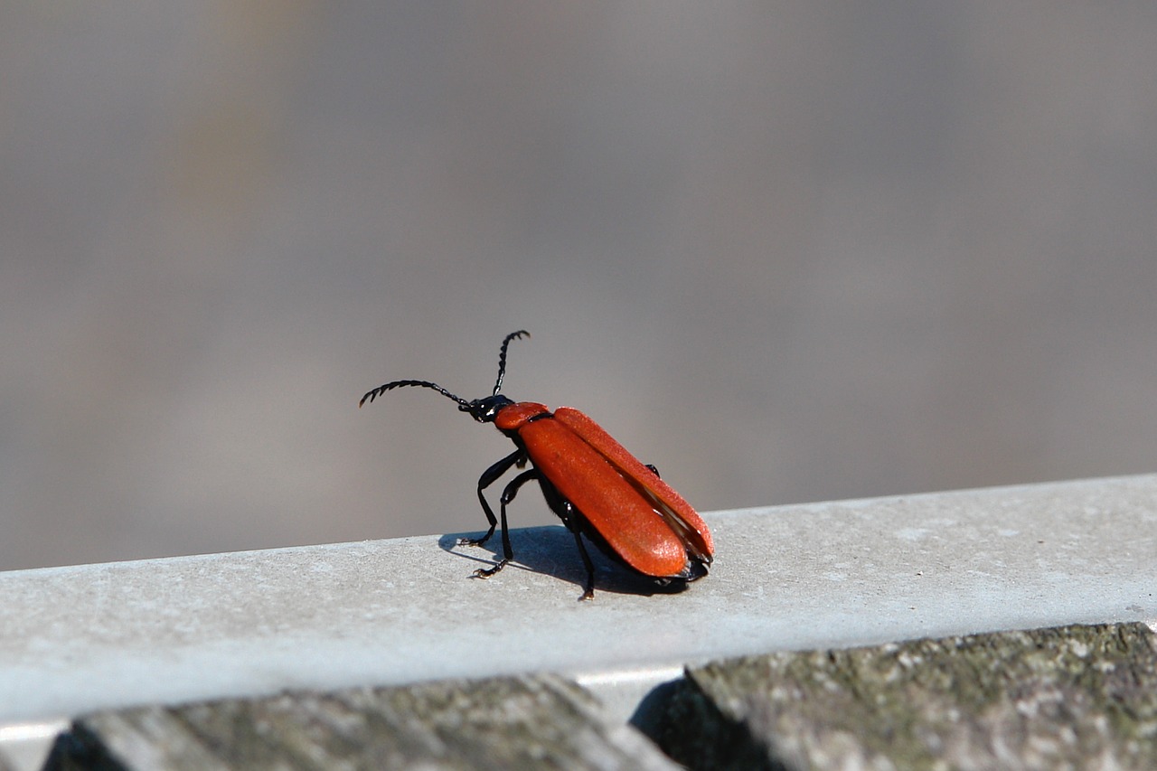 bug  wings  red free photo