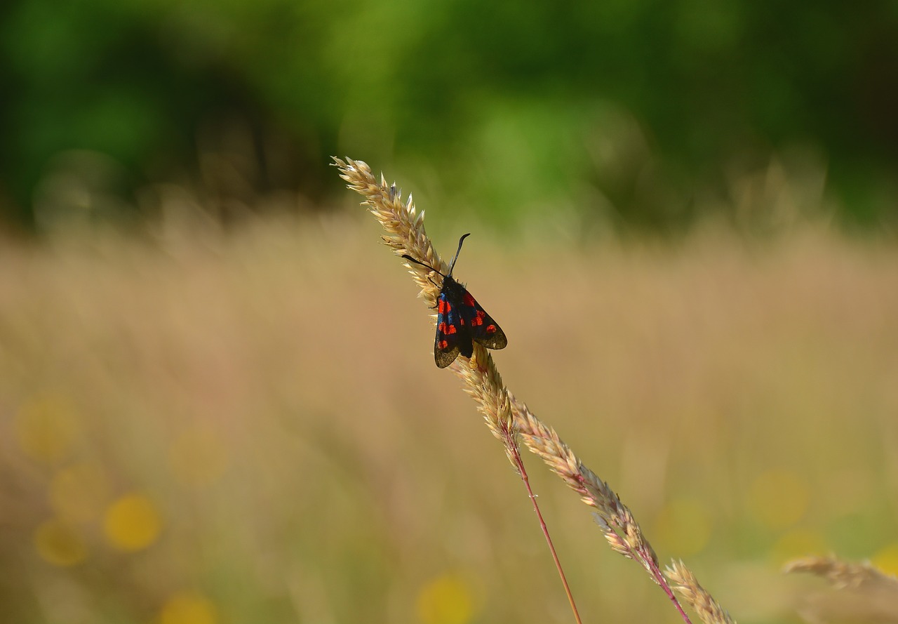 bug  antenna  yellow free photo