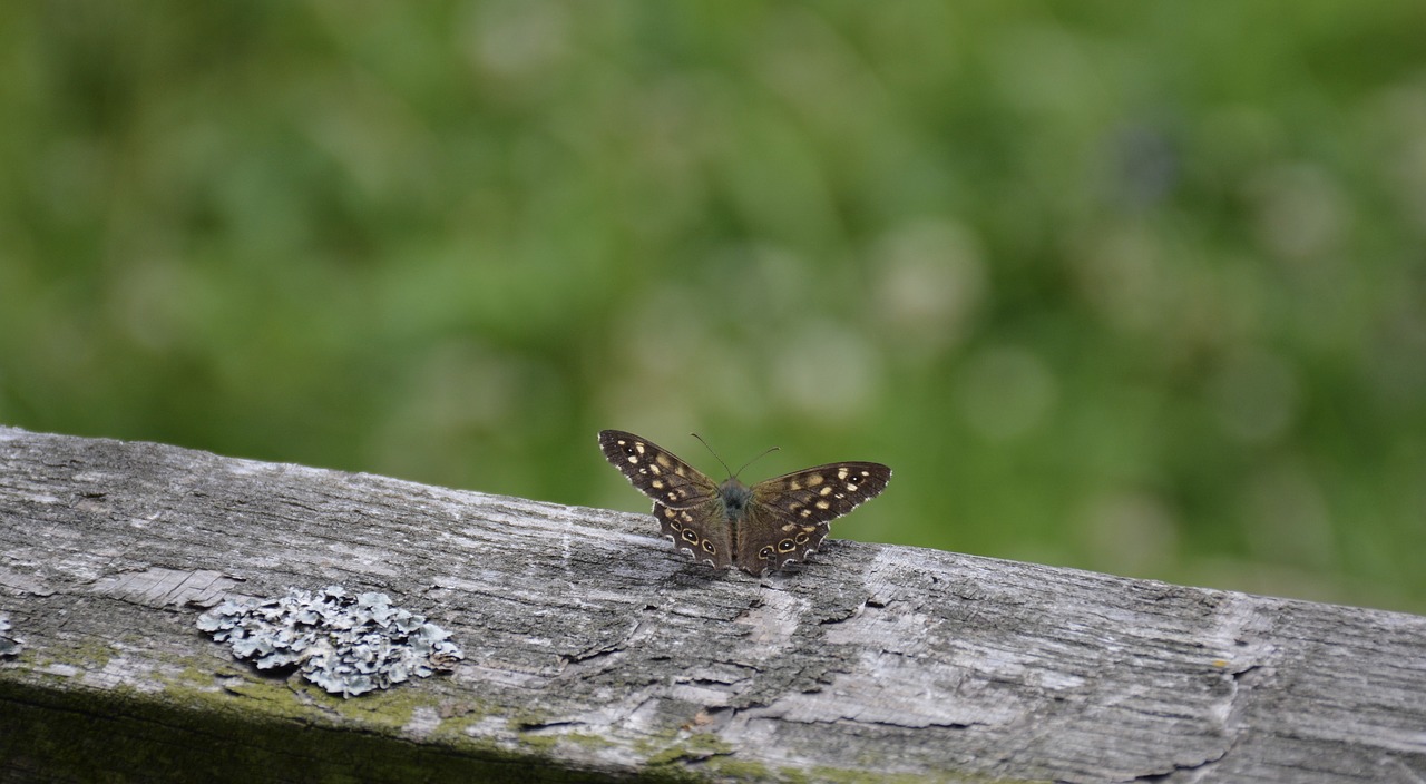 bug  butterfly  wings free photo