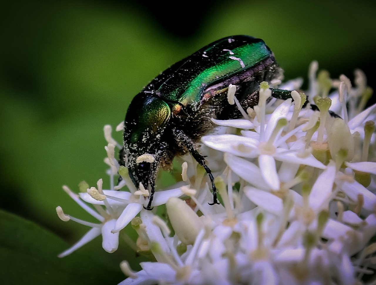 bug insect shiny free photo