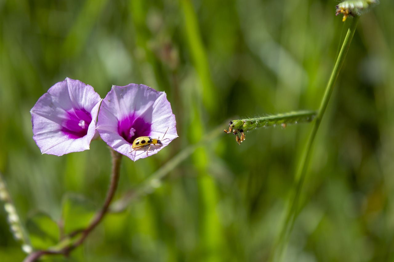 bug  insect  macro free photo