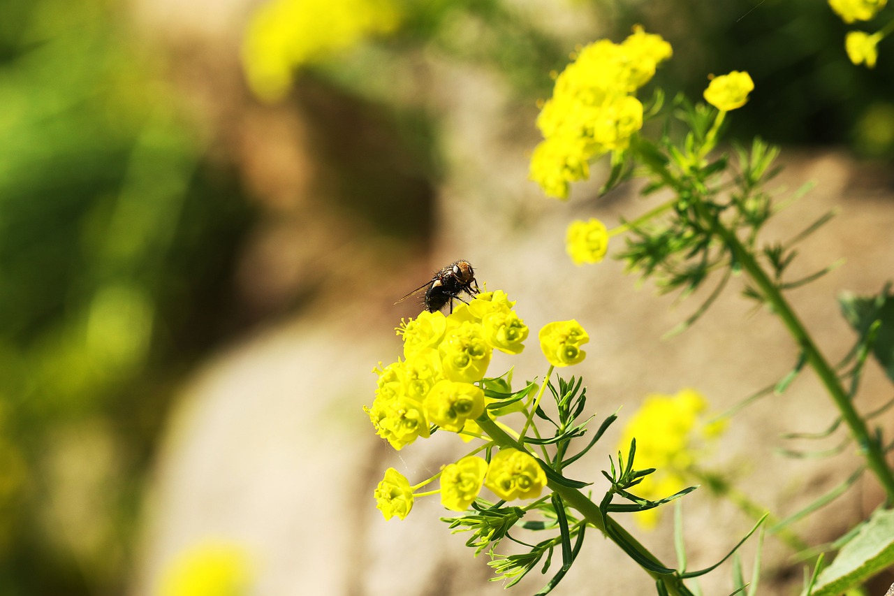 bug  flower  nature free photo