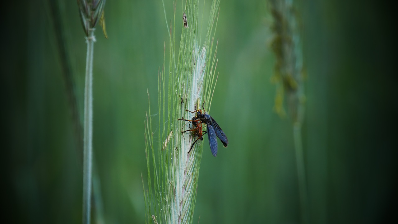 bug  insects  macro free photo