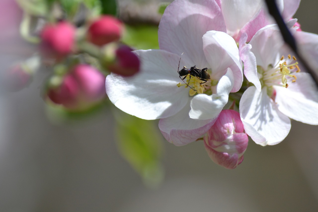 bug  pollinator  apple blossom free photo