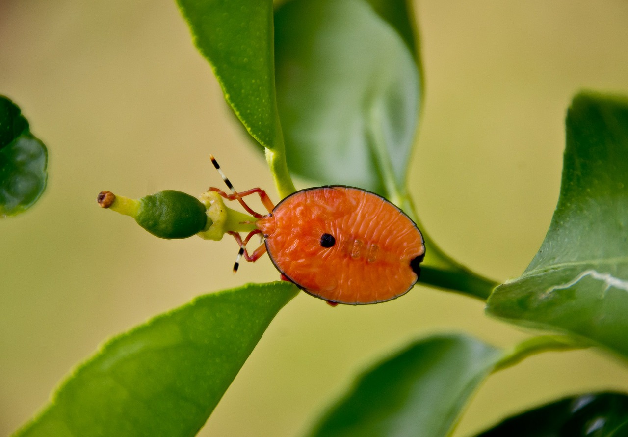 bug insect orange free photo