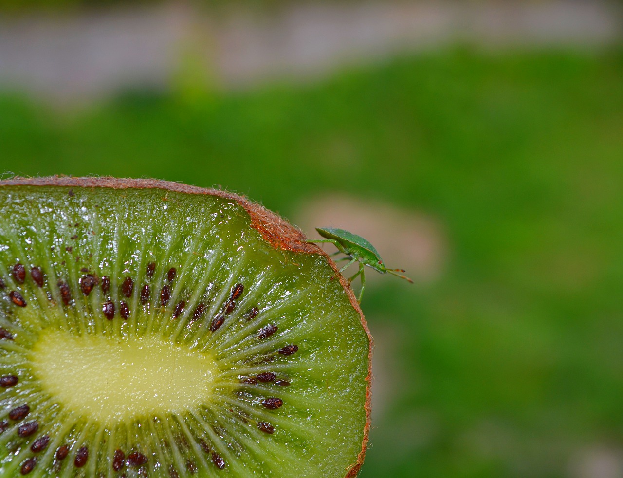 bug  kiwi  green free photo