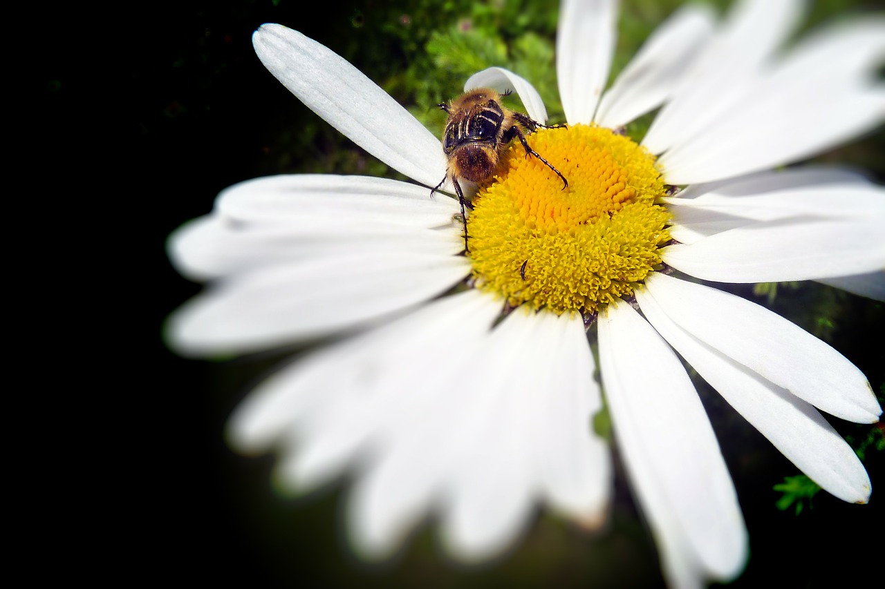 bug daisy flower free photo