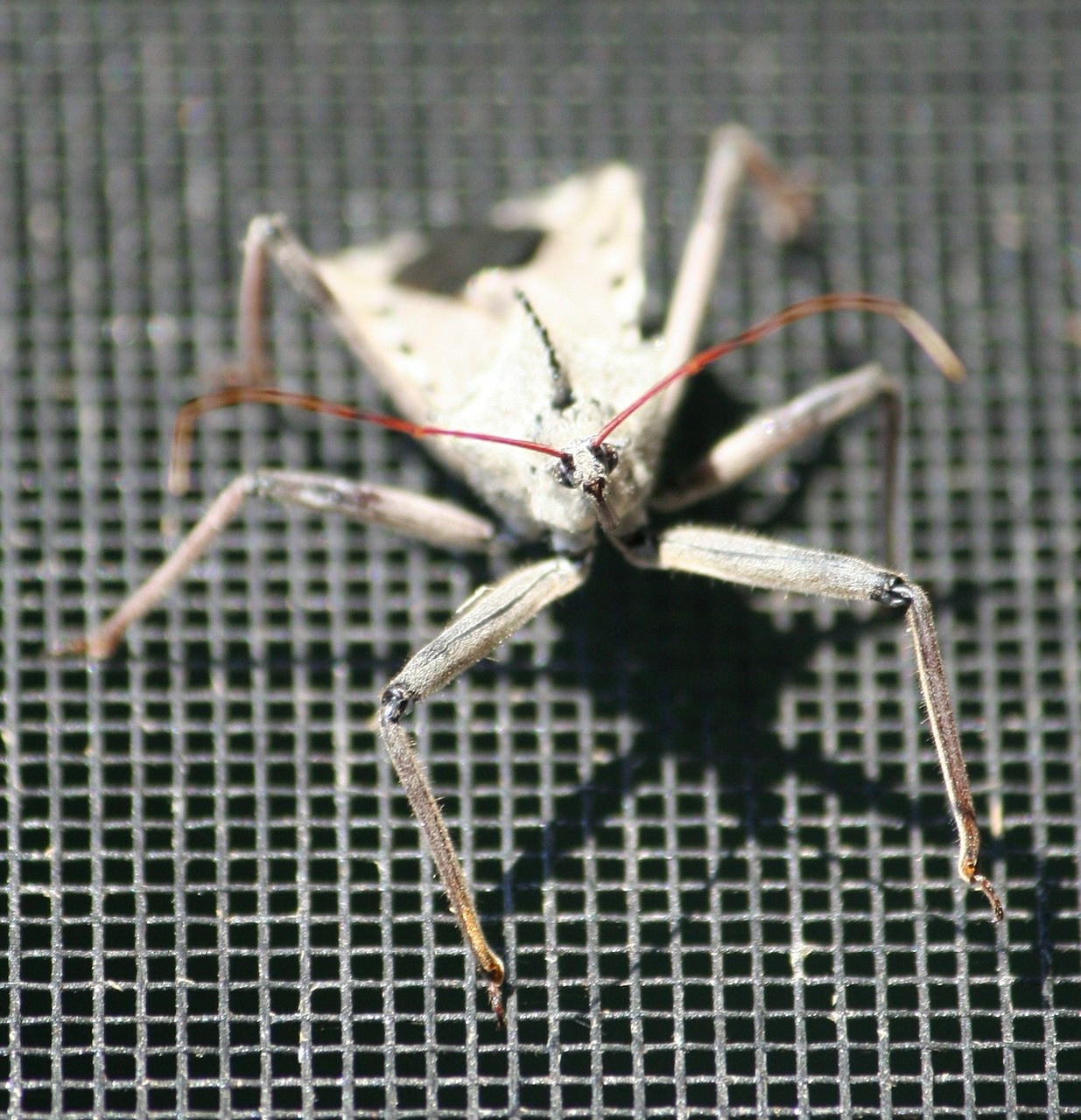 bug assassin insect wheel bug free photo