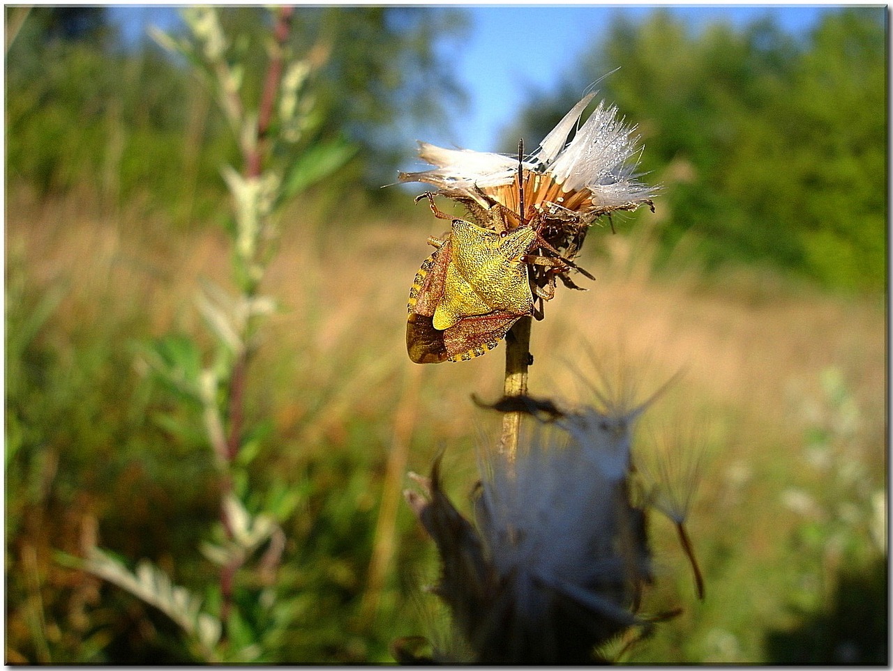 bug thistle meadow free photo