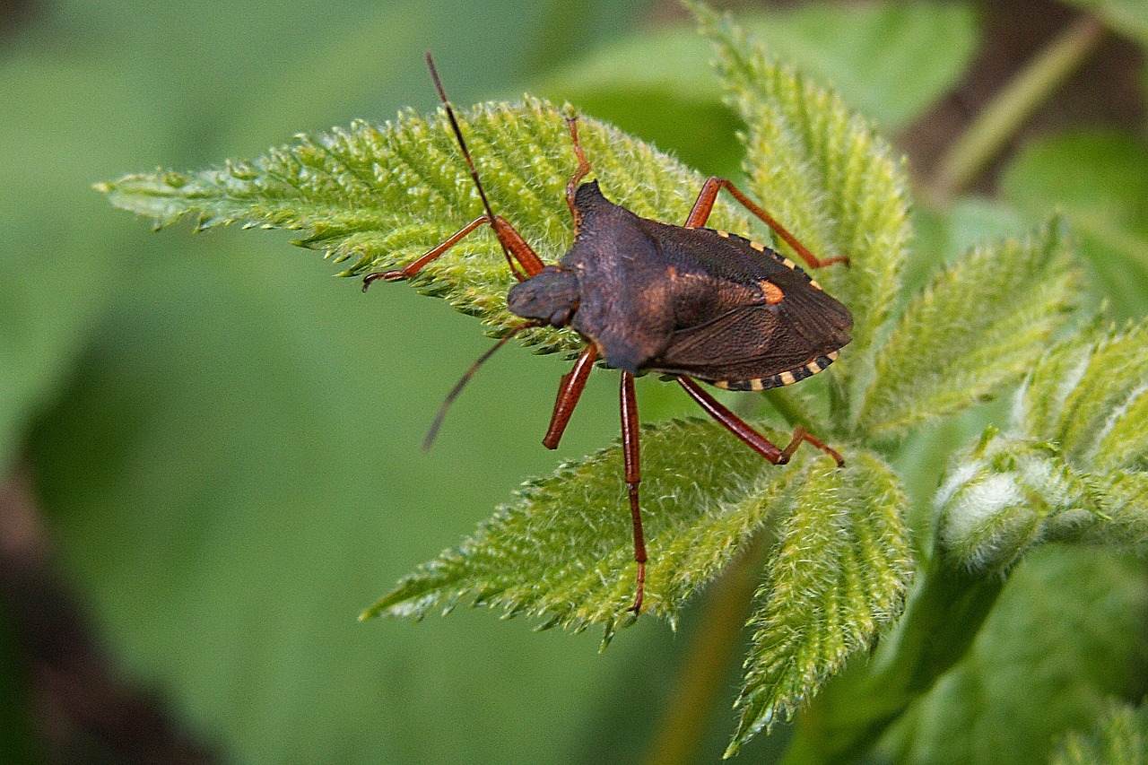 bug insect macro free photo